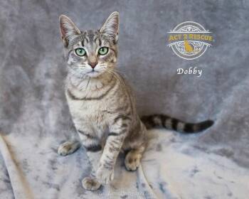 Dobby -  Domestic Short Hair Cat for Adoption in Riverside, California - Dobby | PetCurious