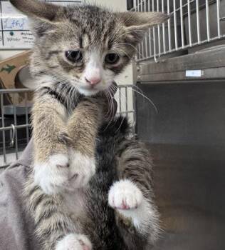 Domestic Short Hair Cats Available for Adoption in West Chester, Pennsylvania - Itchy | PetCurious