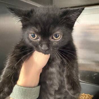 Azul -  Domestic Short Hair Cat for Adoption in Port Charlotte, Florida - Azul | PetCurious