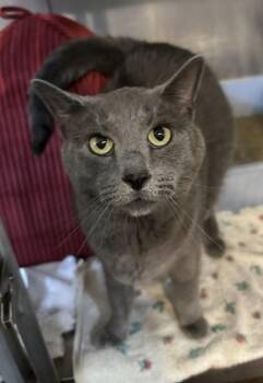 Rescue Domestic Short Hair Cats for Adoption in Annapolis, Maryland - Mary Lou Mino | PetCurious