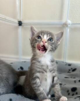 Domestic Short Hair Cats Available for Adoption in Davis, California - Butters | PetCurious