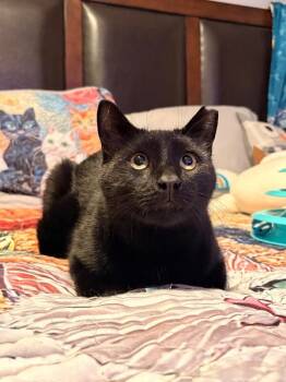 BT aka Big Tom -  Domestic Short Hair Cat for Adoption - BT Aka Big Tom | PetCurious
