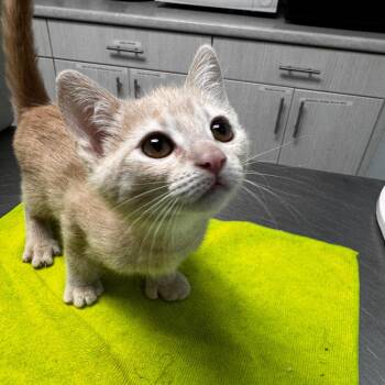 Pinky -  Extra Toes Cat Hemingway Polydactyl Cat for Adoption in Riverside, California - Pinky | PetCurious
