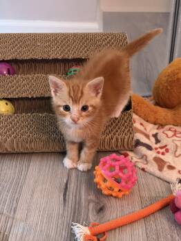 Travis (T&T Litter) -  American Shorthair Cat for Adoption in Bordentown, New Jersey - Travis (T&T Litter) | PetCurious
