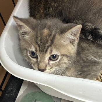 Hocus -  Domestic Short Hair Cat for Adoption in Gadsden, Alabama - Hocus | PetCurious