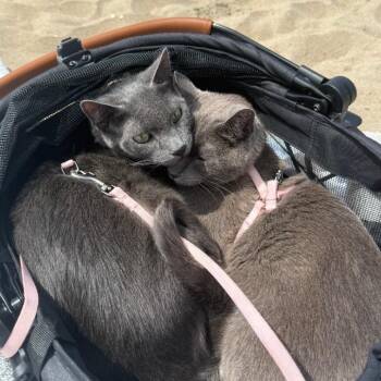 Siamese Cats Available for Adoption in Los Angeles, California - Willow | PetCurious