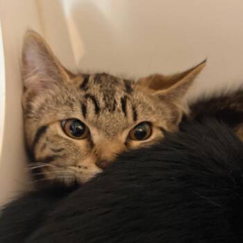 Hopper -  Domestic Short Hair Cat for Adoption in Port Angeles, Washington - Hopper | PetCurious
