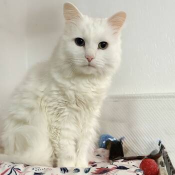 Rescue Turkish Angora Cats for Adoption in Bountiful, Utah - Anna | PetCurious