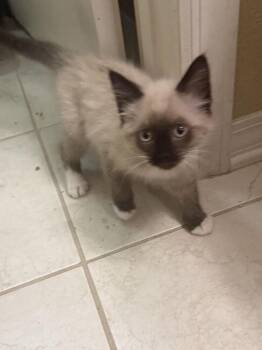 Bailey -  Siamese Cat for Adoption in Lancaster, California - Bailey | PetCurious