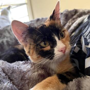 Stella 2331 -  Domestic Short Hair Cat for Adoption in Kansas City, Missouri - Stella 2331 | PetCurious