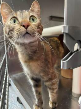Domestic Short Hair Cats Available for Adoption in Stillwater, Oklahoma - Claire Pearl | PetCurious