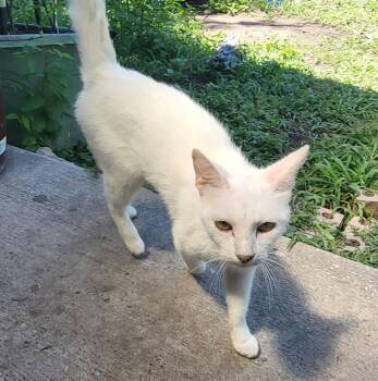 Domestic Short Hair Cats Available for Adoption in San Antonio, Texas - A806036 | PetCurious