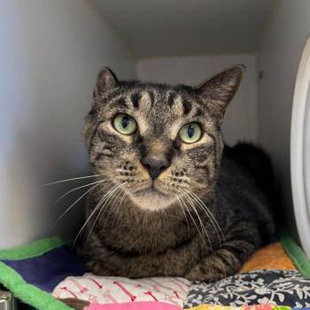 Domestic Short Hair Cats Available for Adoption in Naperville, Illinois - Spike | PetCurious