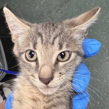 Miso -  Domestic Short Hair Cat for Adoption in Clearwater, Florida - Miso | PetCurious