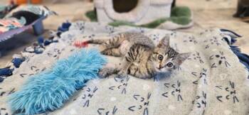 Tabby Cats Available for Adoption - Kitten 27598 (Mary) | PetCurious