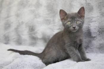 Domestic Short Hair Cats Available for Adoption in Charlotte, North Carolina - BRODY | PetCurious