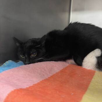 Rescue Domestic Short Hair Cats for Adoption in Beaumont, Texas - Cassie | PetCurious