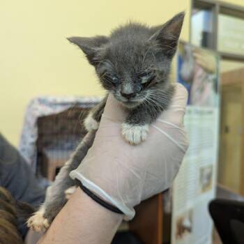 Majestic -  Domestic Short Hair Cat for Adoption in Lynchburg, Virginia - Majestic | PetCurious