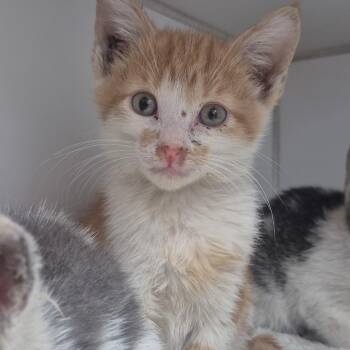 Fur-ankenstein -  Domestic Short Hair Cat for Adoption in Newark, New Jersey - Fur-ankenstein | PetCurious