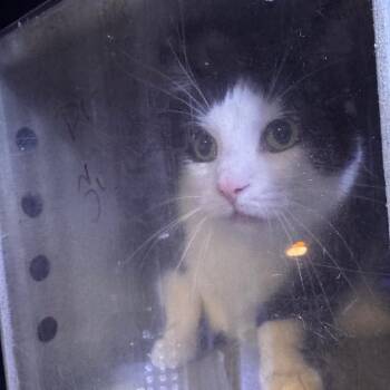 Domestic Short Hair Cats Available for Adoption in Philadelphia, Pennsylvania - Tuxedo Bebop | PetCurious