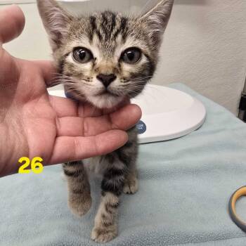 Hammett -  Domestic Short Hair Cat for Adoption in Spokane, Washington - Hammett | PetCurious