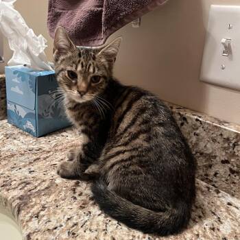 Shingle -  Domestic Short Hair Cat for Adoption in Normal, Illinois - Shingle | PetCurious