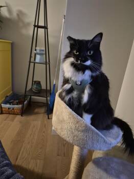Domestic Medium Hair Cats Available for Adoption in Melrose, Massachusetts - Henry | PetCurious