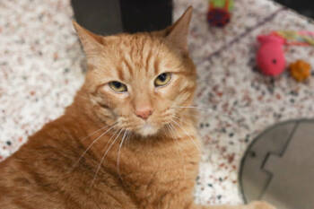 Rescue Domestic Short Hair Cats for Adoption in Golden Valley, Minnesota - Garfield | PetCurious