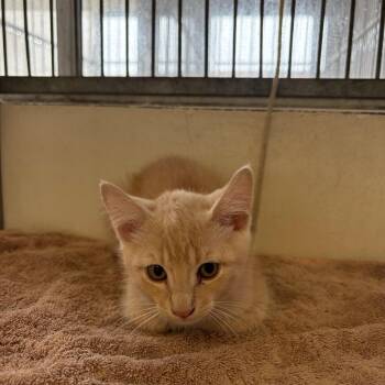 Ronaldo -  Domestic Short Hair Cat Available for Adoption in Goleta, California - Ronaldo | PetCurious