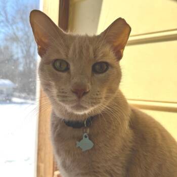 Domestic Short Hair Cats Available for Adoption - Mr Mittens Palencia | PetCurious