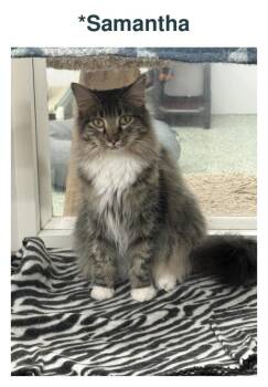 Samantha -  Domestic Long Hair Cat for Adoption in Richland Center, Wisconsin - Samantha | PetCurious