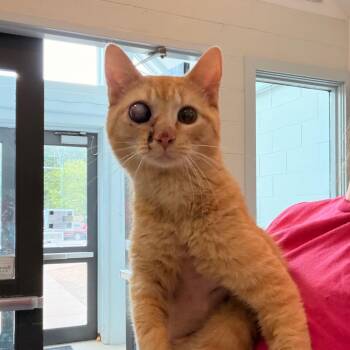 Peach -  Domestic Short Hair Cat Available for Adoption in Indianapolis, Indiana - Peach | PetCurious