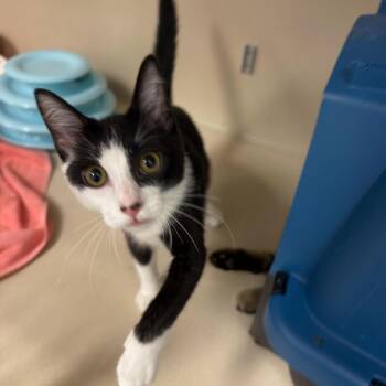 Mouse -  Domestic Short Hair Cat for Adoption in Houston, Texas - Mouse | PetCurious