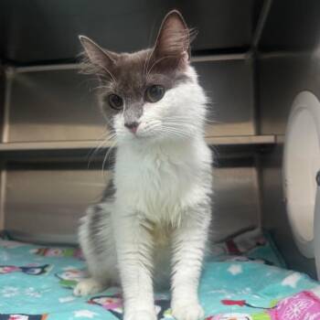 Historia 28683 -  Domestic Medium Hair Cat for Adoption in Middleburg, Florida - Historia 28683 | PetCurious