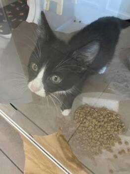 Chin Chin -  Domestic Short Hair Cat for Adoption in Bellevue, Washington - Chin Chin | PetCurious