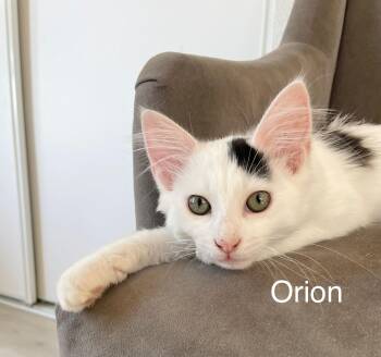Rescue Domestic Short Hair Cats for Adoption in Oakley, California - Orion | PetCurious