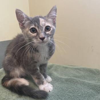 Sheila -  Domestic Short Hair Cat for Adoption in Pasadena, California - Sheila | PetCurious