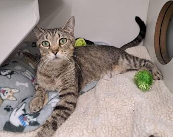 Tabby Cats Available for Adoption in New Albany, Ohio - Cindi | PetCurious
