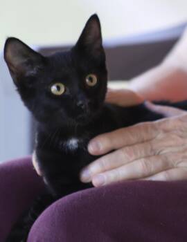 Admiral -  Domestic Short Hair Cat for Adoption in North Fort Myers, Florida - Admiral | PetCurious