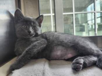 Domestic Short Hair Cats Available for Adoption in Westland, Michigan - Fruit Loops | PetCurious