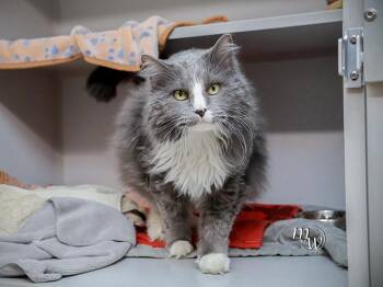 Domestic Long Hair and Domestic Short Hair Cats Available for Adoption in Omaha, Nebraska - CHICA | PetCurious