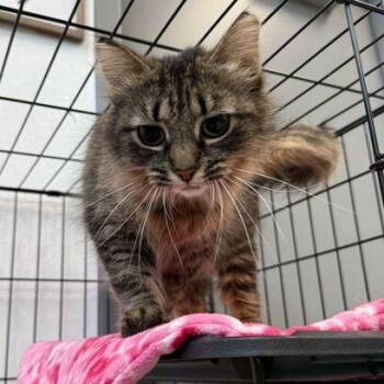 Tabby Cats Available for Adoption in Jackson, Michigan - Mittens | PetCurious
