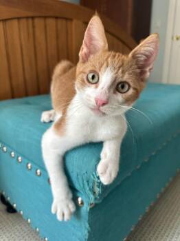 Rescue Domestic Short Hair Cats for Adoption - Henry | PetCurious