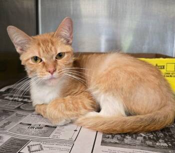 Sungold -  Domestic Short Hair Cat for Adoption in Jackson, Tennessee - Sungold | PetCurious