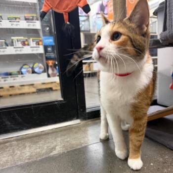 Fran -  Domestic Short Hair Cat for Adoption in Buffalo, New York - Fran | PetCurious