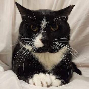 Sebastian -  Tuxedo and Domestic Short Hair Cat for Adoption in Sacramento, California - Sebastian | PetCurious