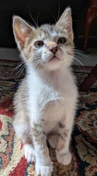 Rescue Domestic Short Hair Cats for Adoption in Newnan, Georgia - Cardigan | PetCurious