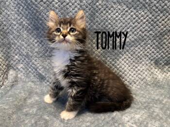 Domestic Medium Hair Cats Available for Adoption in Rutherfordton, North Carolina - Tommy | PetCurious
