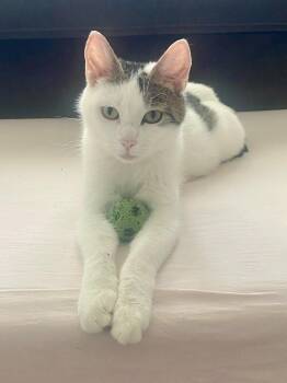 Domestic Short Hair Cats Available for Adoption in Andover, Connecticut - Valentina  | PetCurious