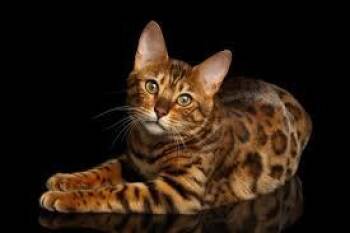Candy- NOT FOR ADOPTION -  American Shorthair Cat for Adoption in Bettles, Alaska - Candy- NOT FOR ADOPTION | PetCurious